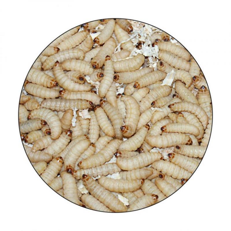 KL Angelsport Lebendköder - Bienenmaden