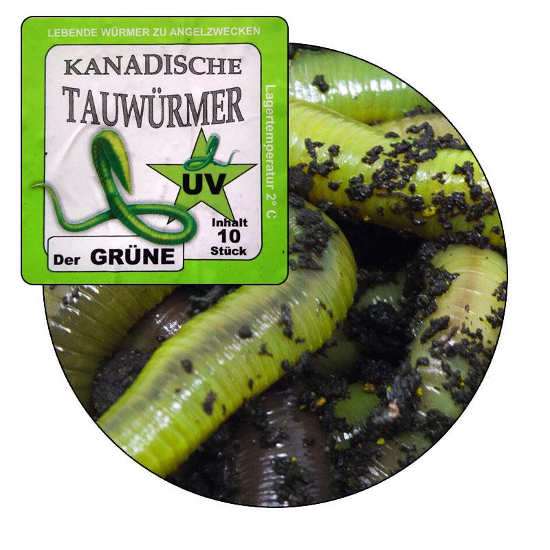 KL Angelsport Lebendköder - Kanadische Tauwürmer 10 Stück Magic